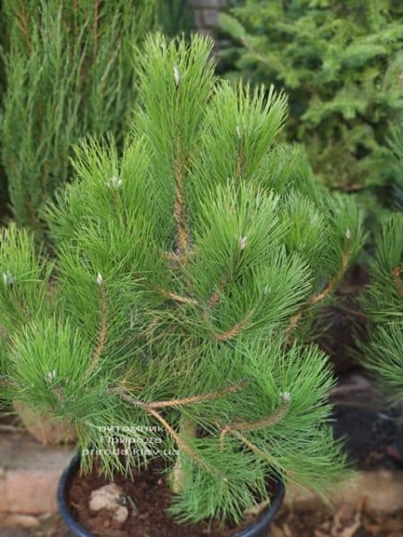 Сосна чорна австрійська (Pinus nigra austriaca) ФОТО Розплідник рослин Природа (6)