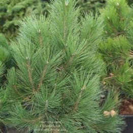 Сосна чёрная австрийская (Pinus nigra austriaca) ФОТО Питомник растений Природа (7)