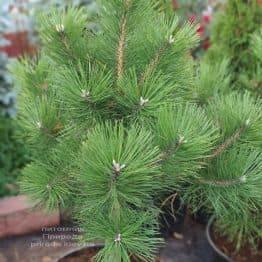 Сосна чёрная австрийская (Pinus nigra austriaca) ФОТО Питомник растений Природа (8)
