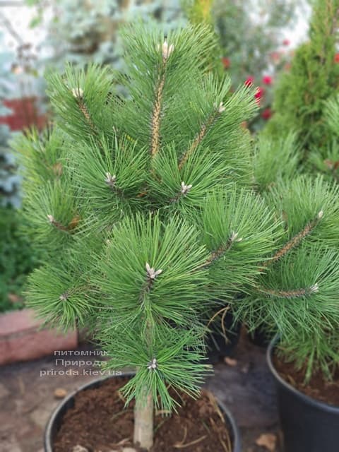 Сосна чёрная австрийская (Pinus nigra austriaca) ФОТО Питомник растений Природа (8)