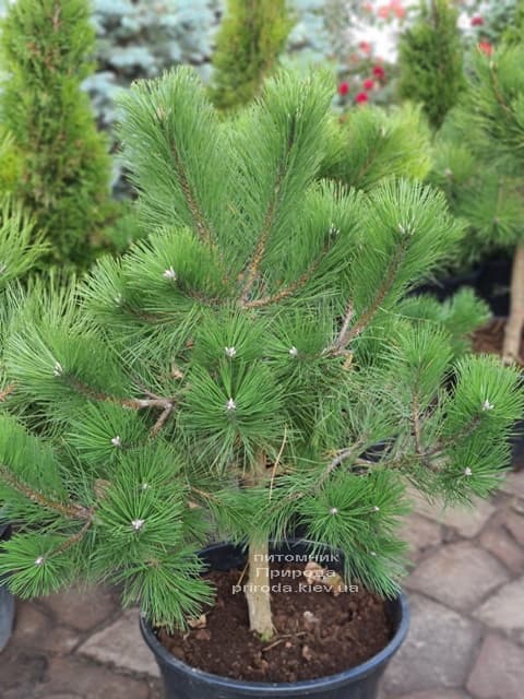 Сосна чорна австрійська (Pinus nigra austriaca) ФОТО Розплідник рослин Природа (9)