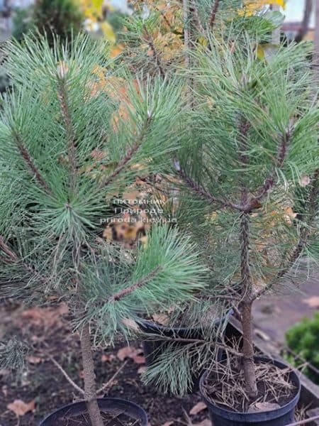 Сосна Орегонская (Жёлтая) (Pinus ponderosa) ФОТО Питомник растений Природа (10)