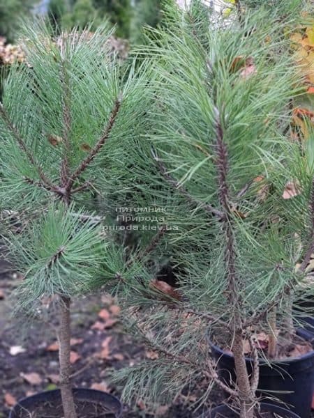 Сосна Орегонська (Жовта) (Pinus ponderosa) ФОТО Розплідник рослин Природа (11)