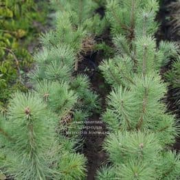 Сосна Орегонская (Жёлтая) (Pinus ponderosa) ФОТО Питомник растений Природа (12)