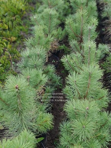 Сосна Орегонская (Жёлтая) (Pinus ponderosa) ФОТО Питомник растений Природа (12)