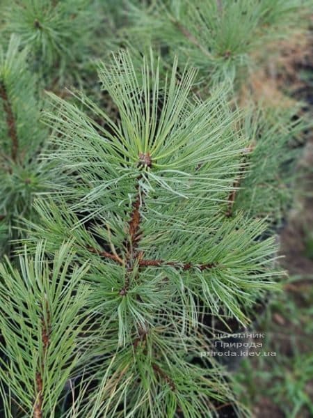 Сосна Орегонская (Жёлтая) (Pinus ponderosa) ФОТО Питомник растений Природа (13)