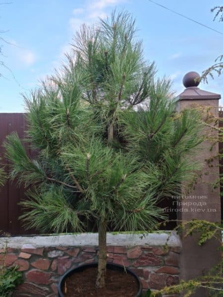 Сосна Орегонская (Жёлтая) (Pinus ponderosa) ФОТО Питомник растений Природа (6)