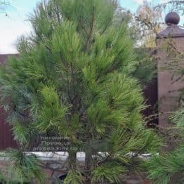 Сосна Орегонська (Жовта) (Pinus ponderosa) ФОТО Розплідник рослин Природа (7)