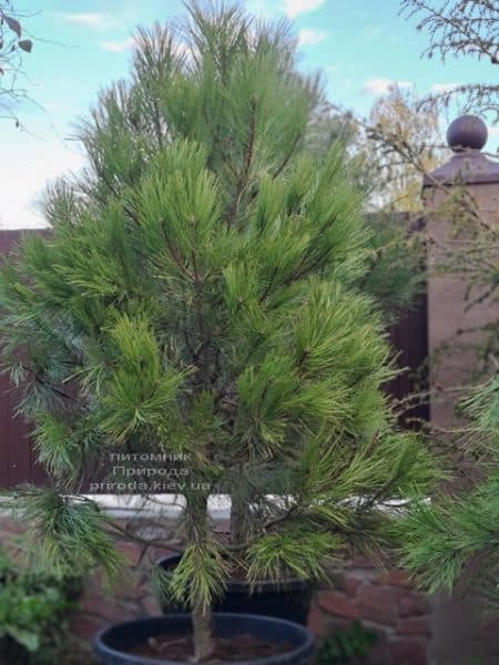 Сосна Орегонская (Жёлтая) (Pinus ponderosa) ФОТО Питомник растений Природа (7)