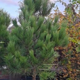 Сосна Орегонская (Жёлтая) (Pinus ponderosa) ФОТО Питомник растений Природа (8)