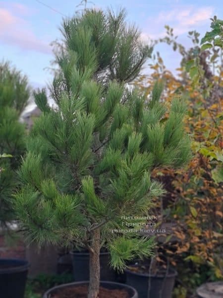 Сосна Орегонская (Жёлтая) (Pinus ponderosa) ФОТО Питомник растений Природа (8)