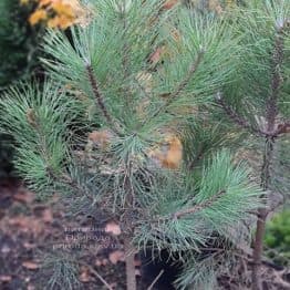 Сосна Орегонська (Жовта) (Pinus ponderosa) ФОТО Розплідник рослин Природа (9)