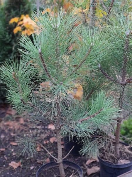 Сосна Орегонська (Жовта) (Pinus ponderosa) ФОТО Розплідник рослин Природа (9)