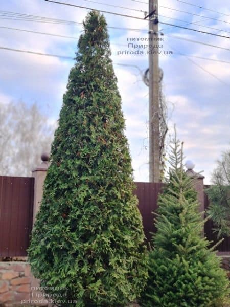 Туя западная Брабант (Thuja occidentalis Brabant) ФОТО Питомник растений Природа (114)