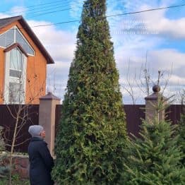 Туя західна Брабант (Thuja occidentalis Brabant) ФОТО Розплідник рослин Природа (115)