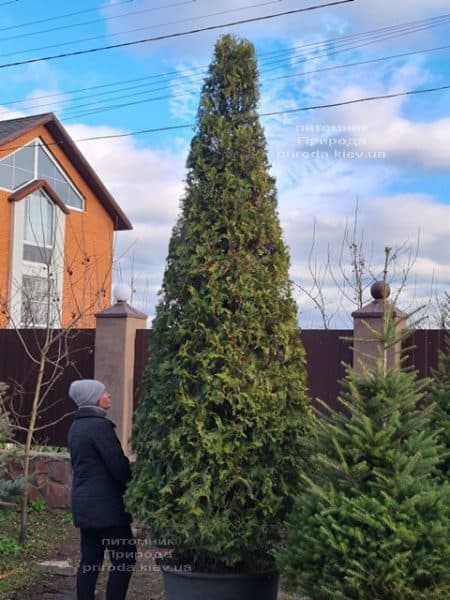 Туя західна Брабант (Thuja occidentalis Brabant) ФОТО Розплідник рослин Природа (115)