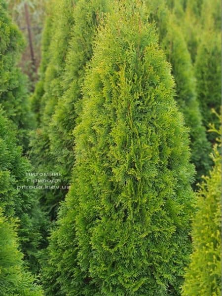 Туя західна Смарагд (Thuja occidentalis Smaragd) ФОТО Розплідник рослин Природа (129)