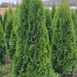 Туя західна Смарагд (Thuja occidentalis Smaragd) ФОТО Розплідник рослин Природа (130)