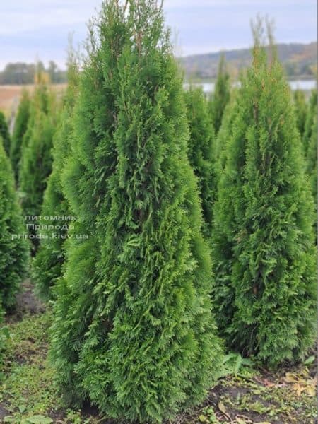 Туя західна Смарагд (Thuja occidentalis Smaragd) ФОТО Розплідник рослин Природа (130)