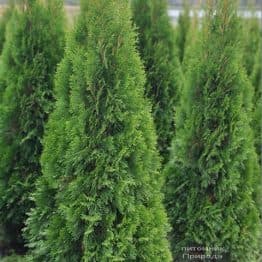 Туя західна Смарагд (Thuja occidentalis Smaragd) ФОТО Розплідник рослин Природа (131)