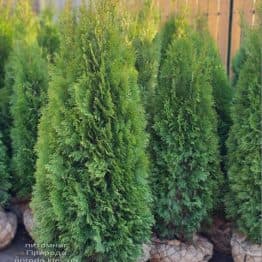 Туя західна Смарагд (Thuja occidentalis Smaragd) ФОТО Розплідник рослин Природа (132)