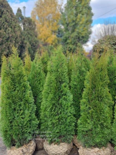 Туя західна Смарагд (Thuja occidentalis Smaragd) ФОТО Розплідник рослин Природа (133)