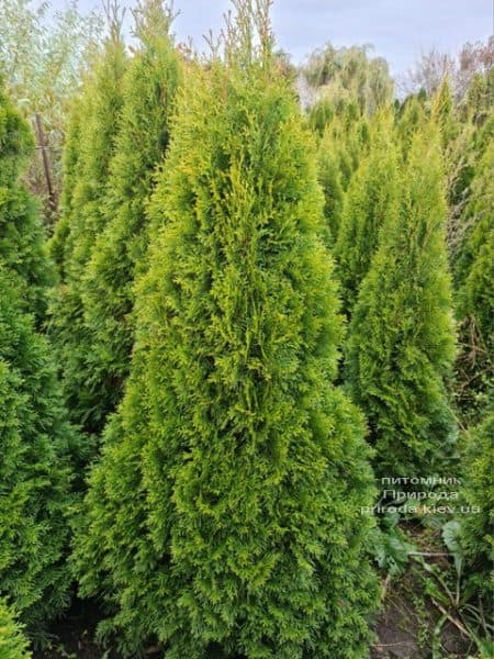 Туя западная Смарагд (Thuja occidentalis Smaragd) ФОТО Питомник растений Природа (134)