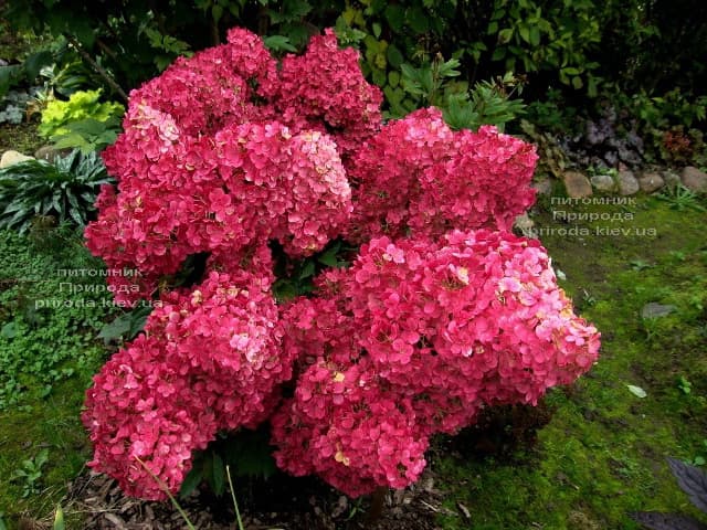Гортензия метельчатая Диамант Руж (Hydrangea paniculata Diamant Rouge) ФОТО (2)