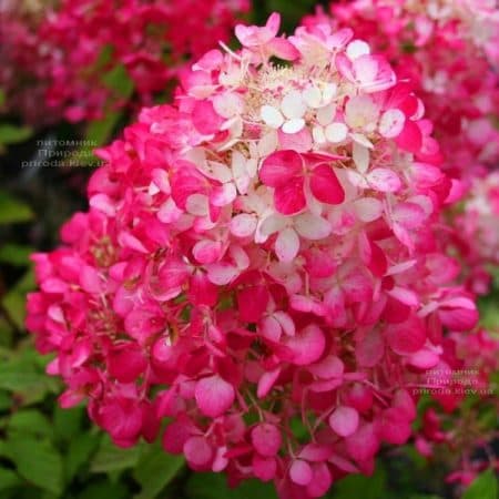 Гортензия метельчатая Диамант Руж (Hydrangea paniculata Diamant Rouge) ФОТО (3)