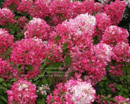 Гортензия метельчатая Диамант Руж (Hydrangea paniculata Diamant Rouge) ФОТО (4)