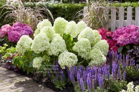 Гортензия метельчатая Литл Спуки (Hydrangea paniculata Little Spooky) ФОТО (2)