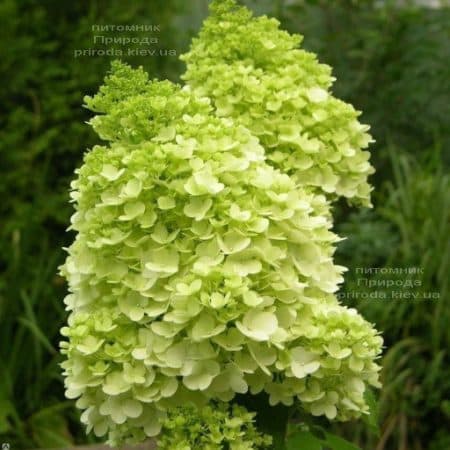 Гортензия метельчатая Мохито (Hydrangea paniculata Mojito) ФОТО (1)