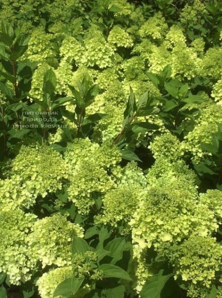 Гортензія волотиста Мохіто (Hydrangea paniculata Mojito) ФОТО (3)