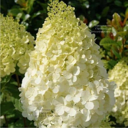 Гортензия метельчатая Полар Бир (Hydrangea paniculata Polar Bear) ФОТО (1)