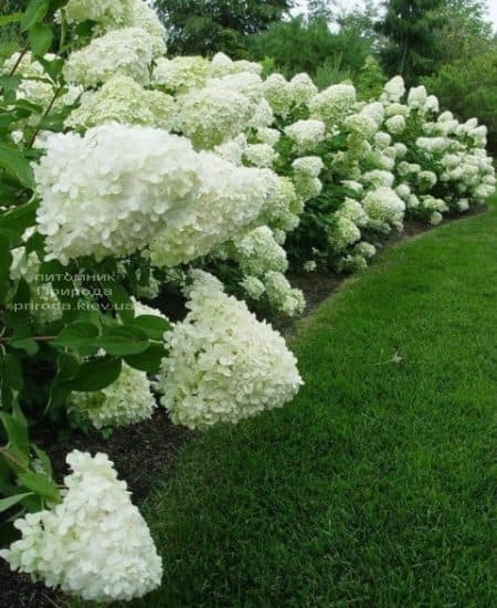 Гортензія волотиста Полар Бір (Hydrangea paniculata Polar Bear) ФОТО (2)