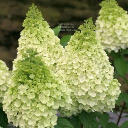 Гортензія волотиста Полар Бір (Hydrangea paniculata Polar Bear) ФОТО (3)