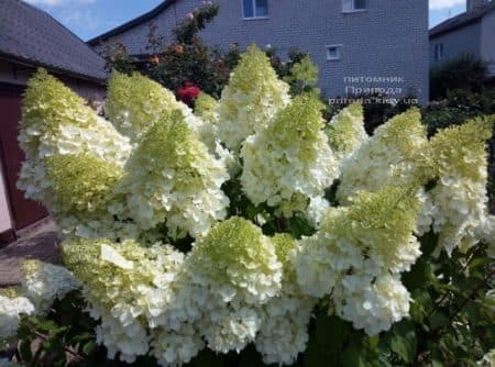 Гортензия метельчатая Полар Бир (Hydrangea paniculata Polar Bear) ФОТО (4)