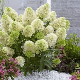 Гортензія хуртовина Скайфолл (Hydrangea paniculata Skyfall) ФОТО (3)