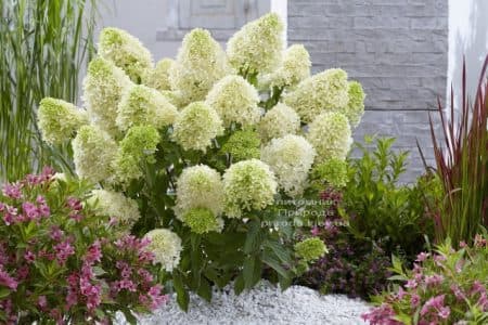 Гортензія хуртовина Скайфолл (Hydrangea paniculata Skyfall) ФОТО (3)