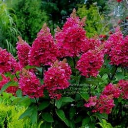 Гортензія хуртовина Вімс Ред (Hydrangea paniculata Wim's Red) ФОТО (1)