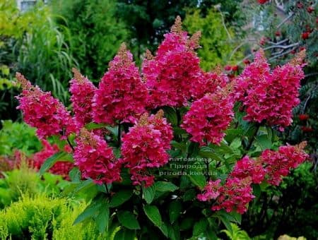 Гортензія хуртовина Вімс Ред (Hydrangea paniculata Wim's Red) ФОТО (1)