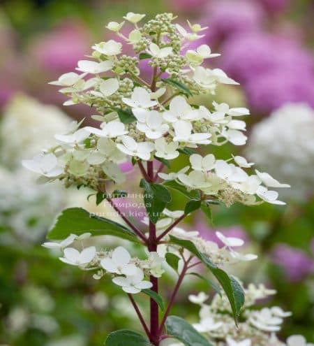 Гортензія хуртовина Вімс Ред (Hydrangea paniculata Wim's Red) ФОТО (2)