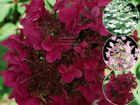 Гортензія хуртовина Вімс Ред (Hydrangea paniculata Wim's Red) ФОТО (3)