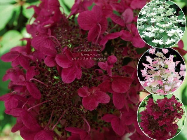 Гортензія волотиста Вімс Ред (Hydrangea paniculata Wim's Red) ФОТО (3)