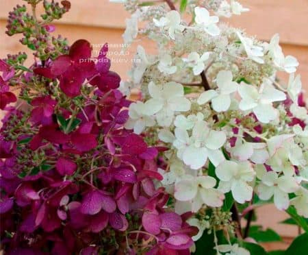 Гортензия метельчатая Вимс Ред (Hydrangea paniculata Wim's Red) ФОТО (4)