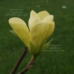 Магнолія Голден Гала (Magnolia Golden Gala) ФОТО (1)