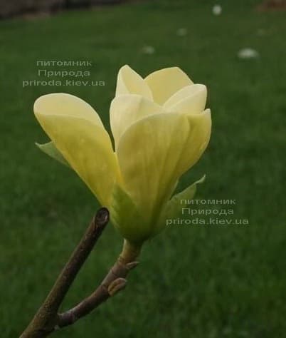 Магнолия Голден Гала (Magnolia Golden Gala) ФОТО (1)