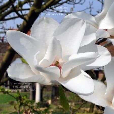 Магнолия Леда (Magnolia Leda) ФОТО (1)