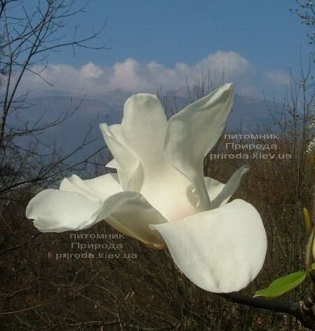 Магнолія Льода (Magnolia Leda) ФОТО (2)