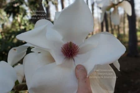 Магнолія Леда (Magnolia Leda) ФОТО (3)